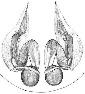 species