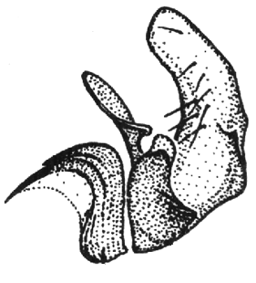 speciesimage