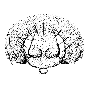 speciesimage