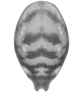 speciesimage