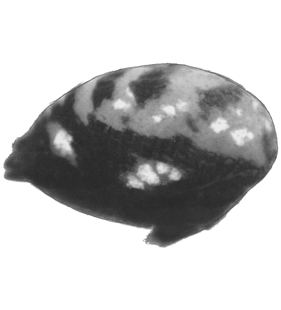 speciesimage