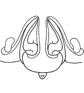 speciesimage