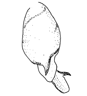 speciesimage