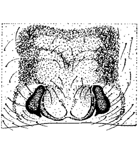 speciesimage