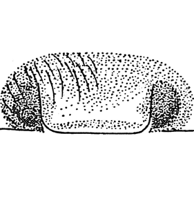 speciesimage