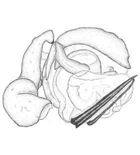 species