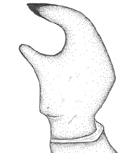 species