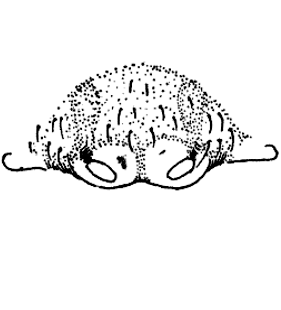 speciesimage