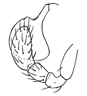speciesimage