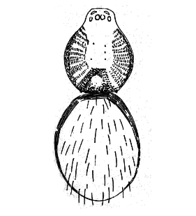 speciesimage