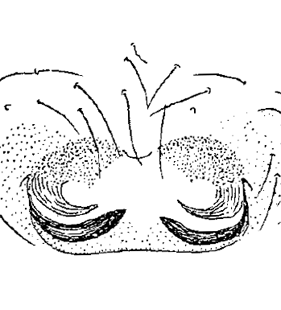 species