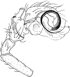 species