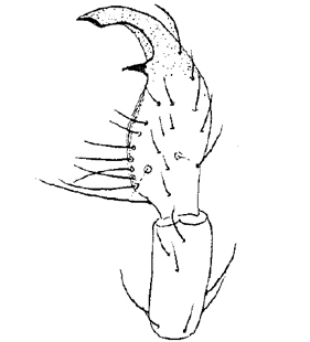 species