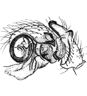species
