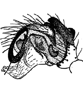species