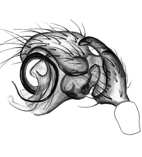 species