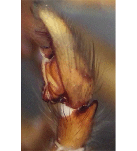 species
