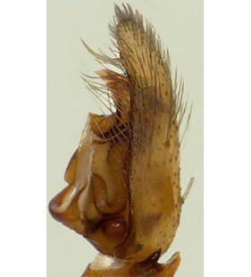 species
