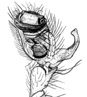 speciesimage