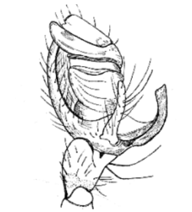 speciesimage