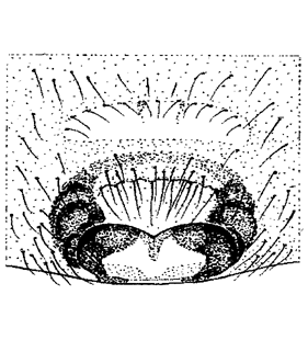 speciesimage