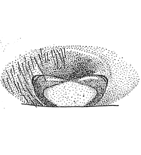 species