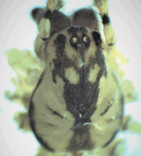 species