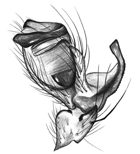 species