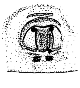 speciesimage