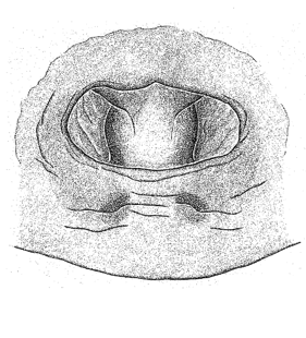 speciesimage