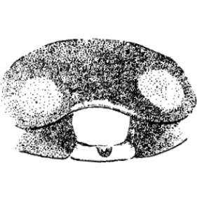 speciesimage