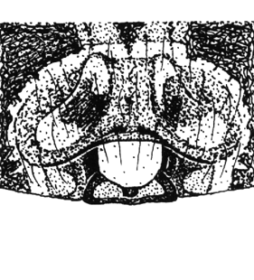 speciesimage