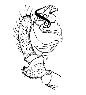 speciesimage