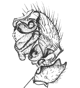 speciesimage