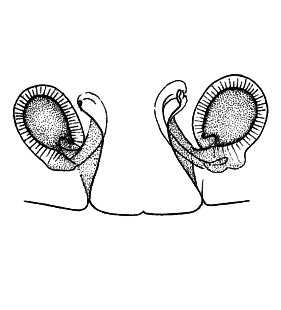 speciesimage