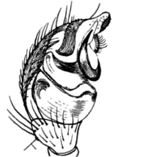 speciesimage