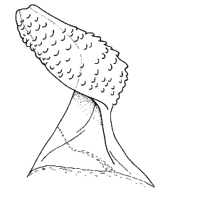speciesimage
