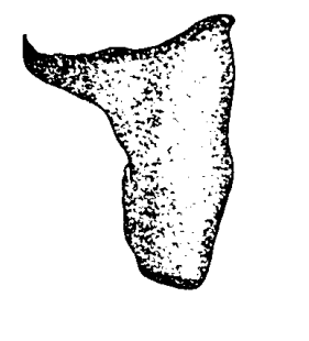 speciesimage