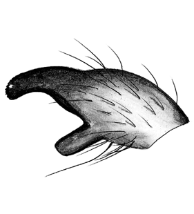 species