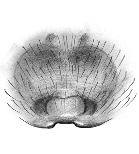 species