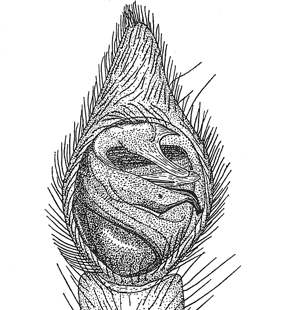 speciesimage