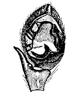 speciesimage
