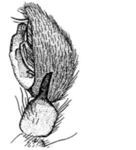 speciesimage