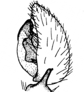 speciesimage