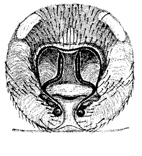 speciesimage
