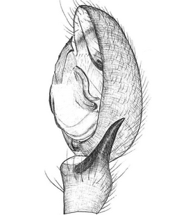 species