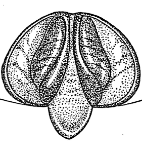 speciesimage