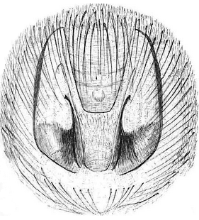 species