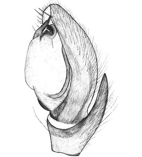 species