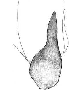 species